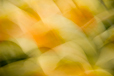 Daffodils II